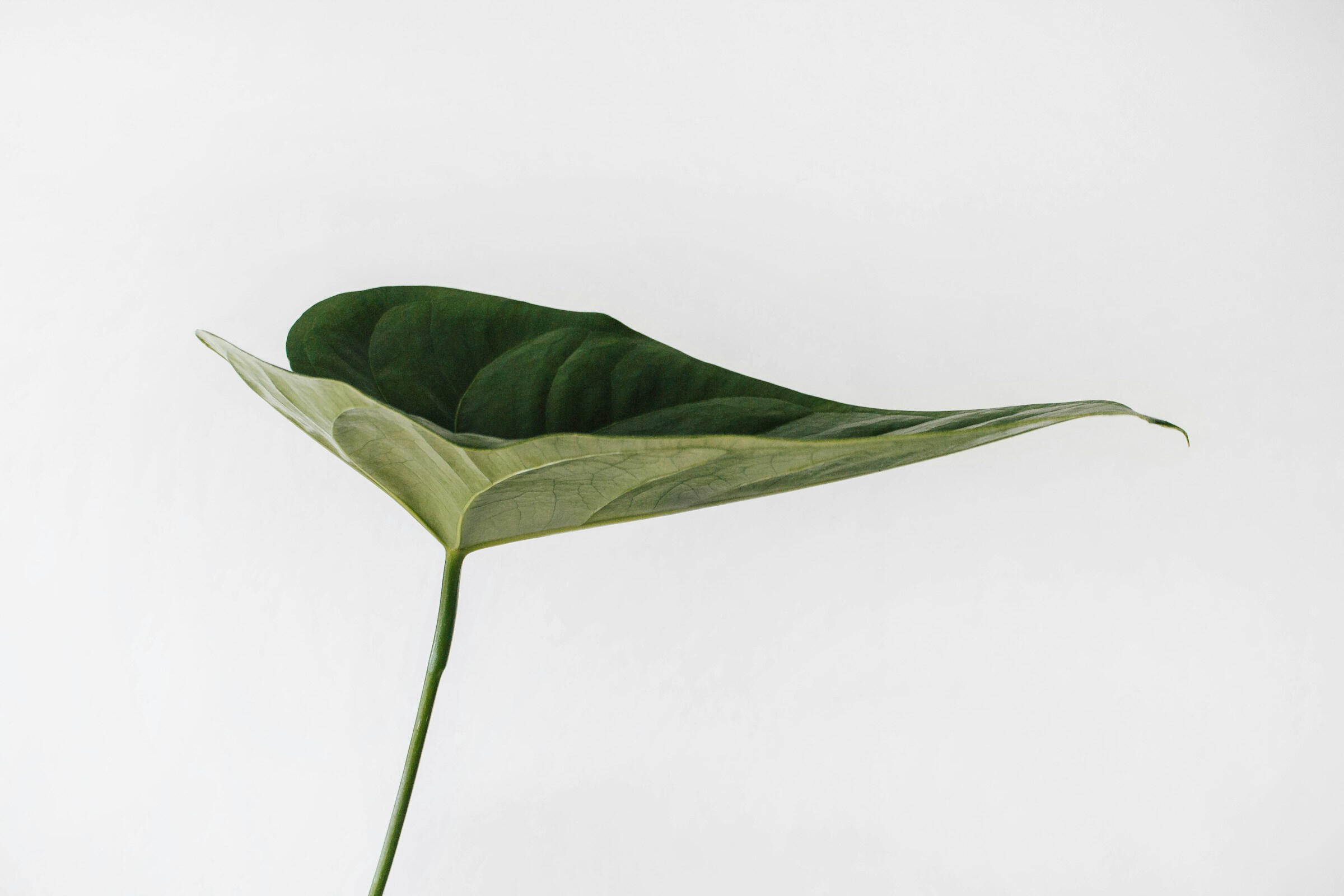 Becoming A single green leaf extends outward against a soft white background, supported by a slender stem.