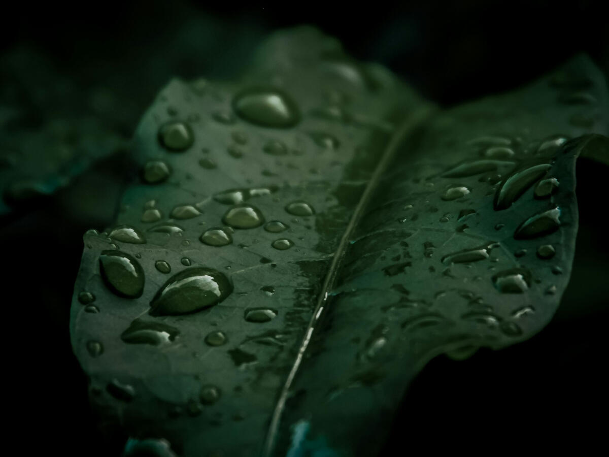 Let the Water In Again Macro shot of dark green leaves covered in fresh raindrops, symbolizing nourishment and the return of openness.