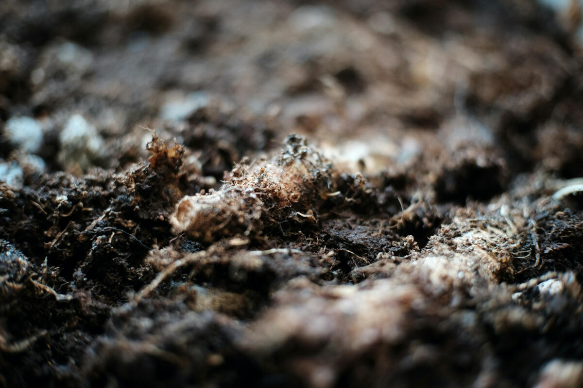 Close-up macro shot of dark, textured soil, with tangled fibers and soft focus suggesting roots searching for a place to settle.